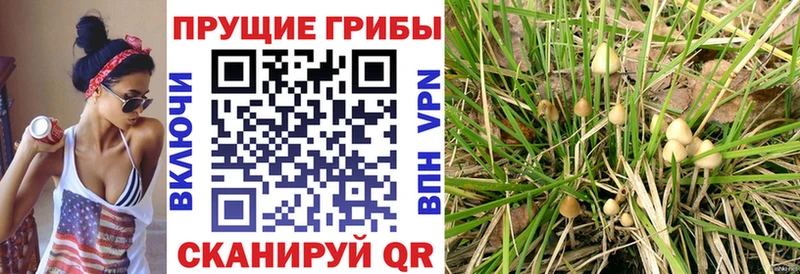 Купить  Шуя  Галлюциногенные грибы мухоморы 